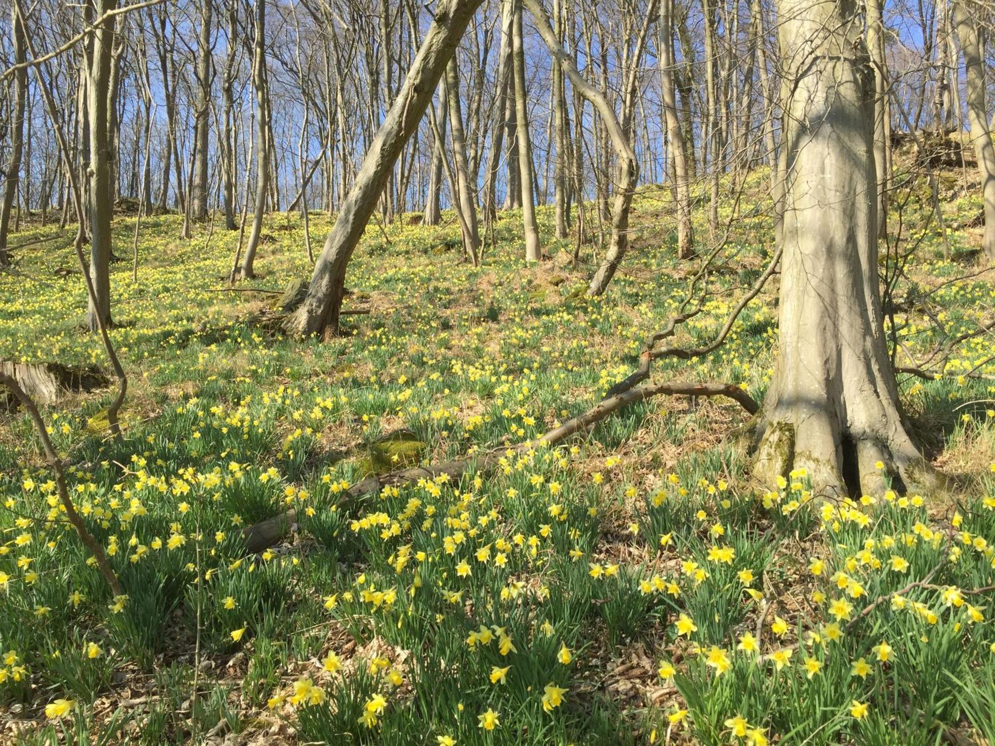 Venngasthof Zur Buche Monschau Luaran gambar